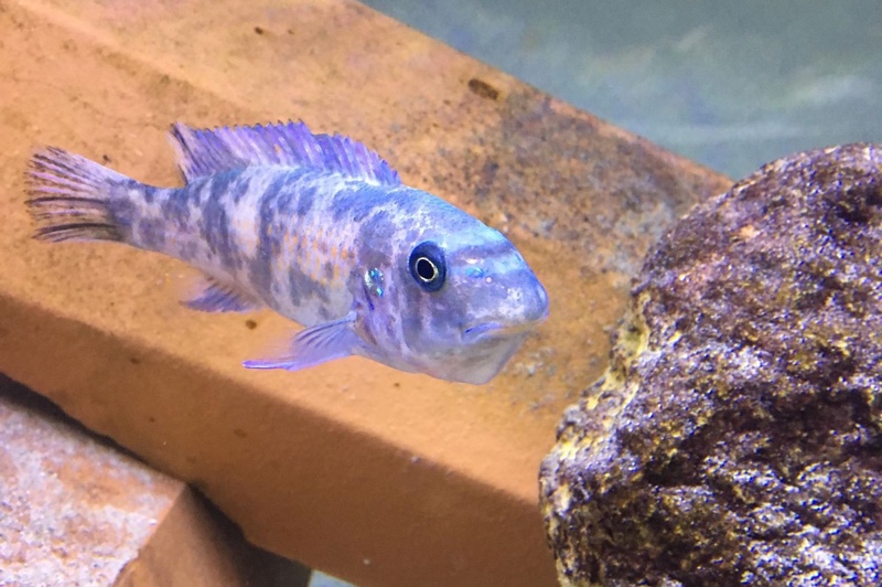 Labeotropheus trewavasae 'Chirwa Island'